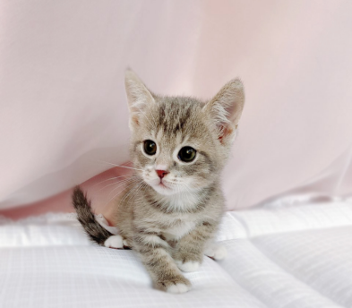 브리티쉬숏헤어