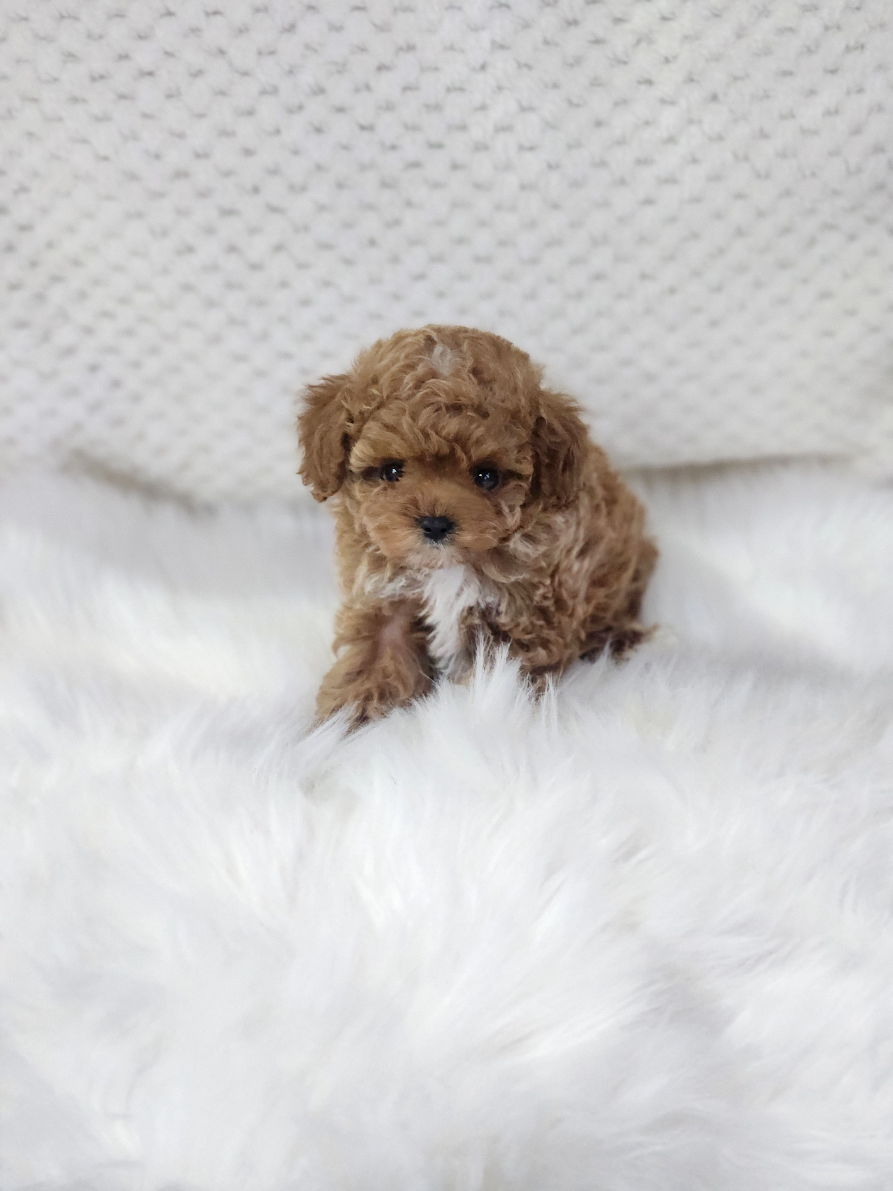 토이푸들 분양합니다