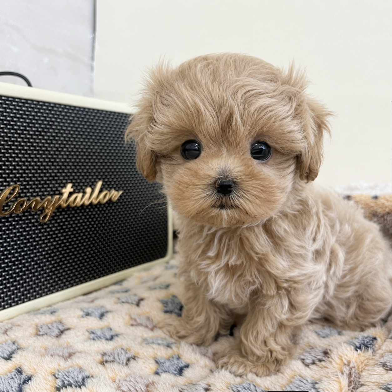 말티푸 분양합니다