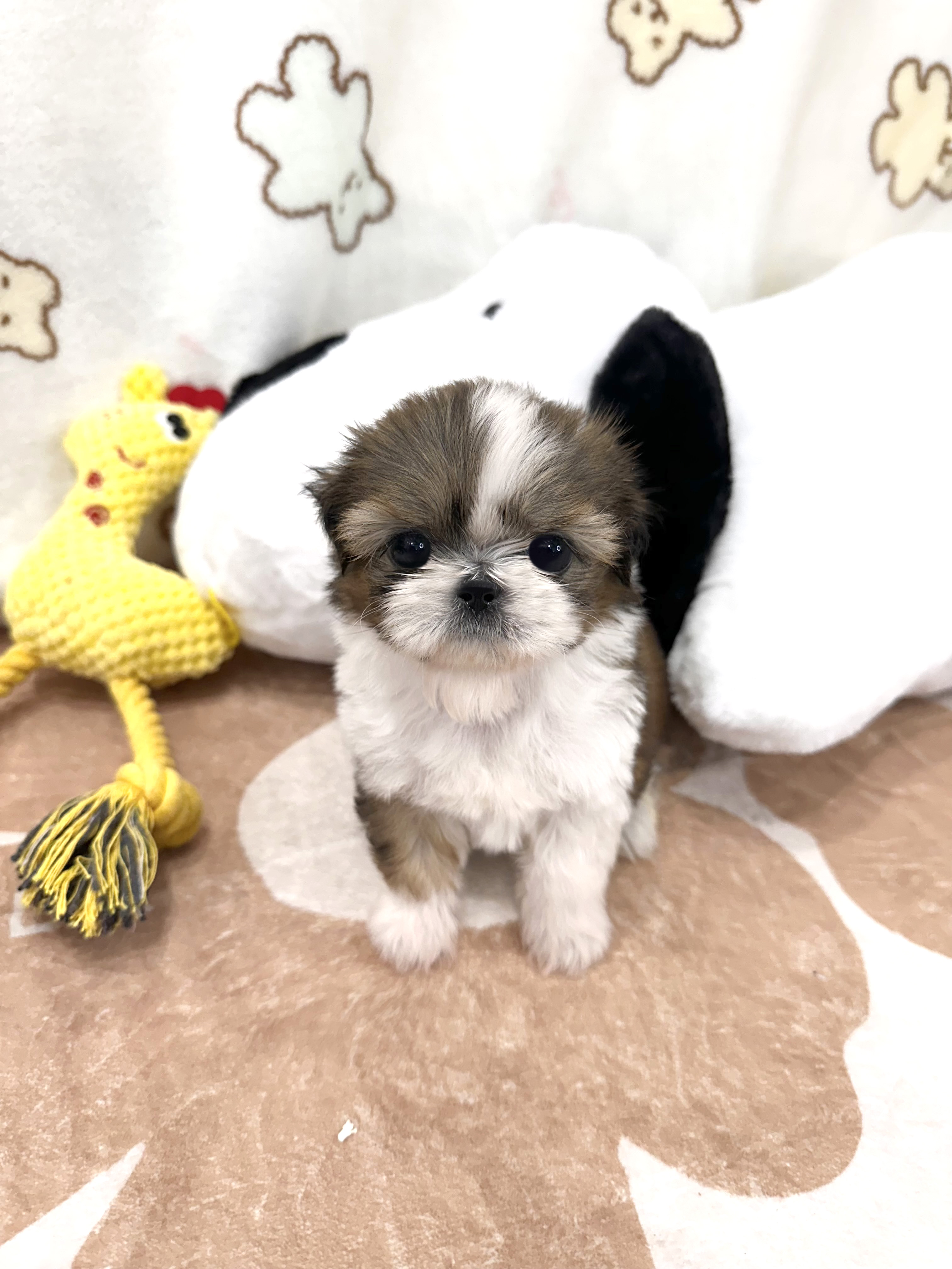 시츄 분양합니다(이벤트가)