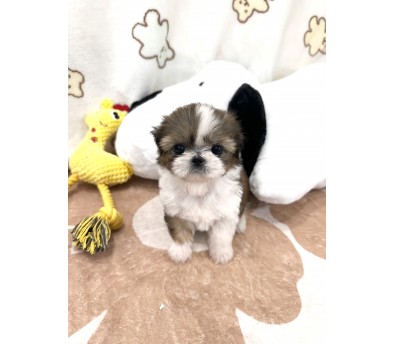 시츄 분양합니다(이벤트가)